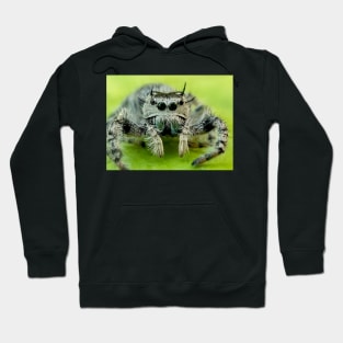 Jumping spider Hoodie